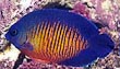 Coral Beauty Fish